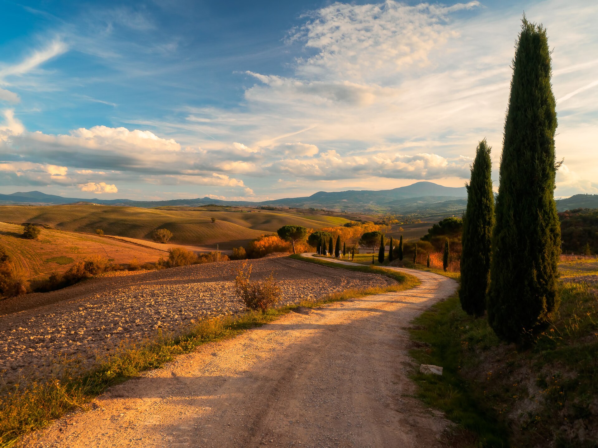 Tuscany photography — cypress and vineyards